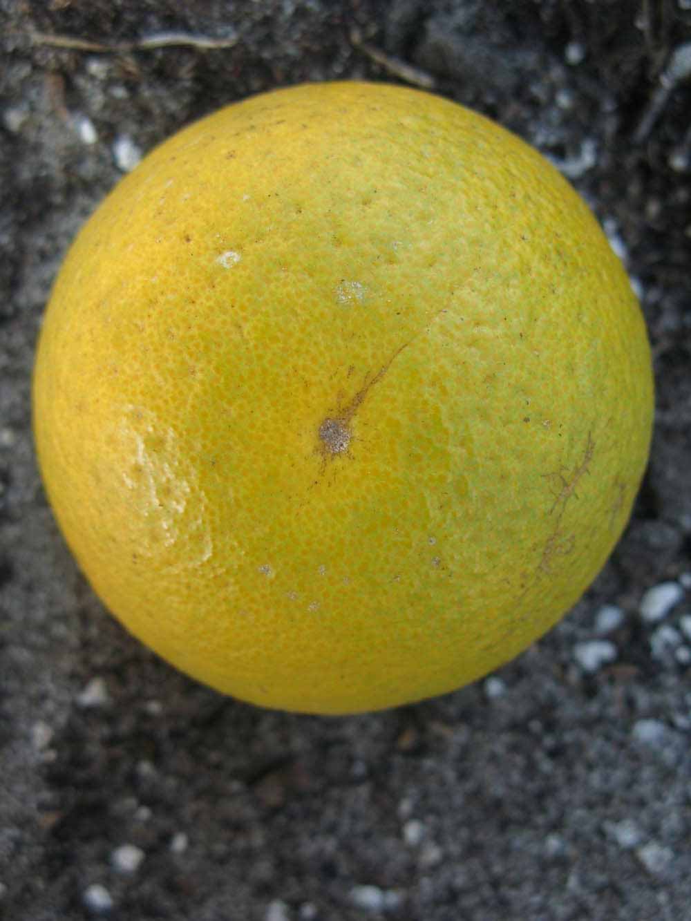            Fruit (Winter Haven, FL)   